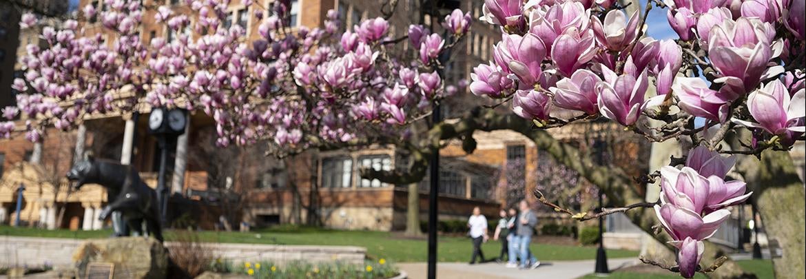 magnolia blossoms on trees on Pitt campus